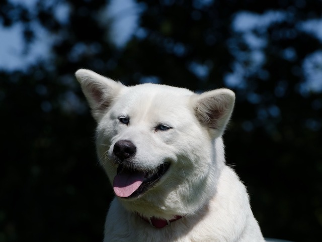 akita inu