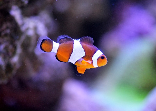 rybička Nemo v akváriu